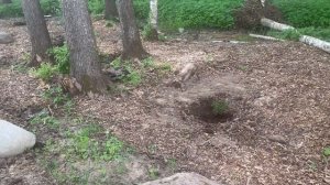 Коттеджный поселок Вишневский берег, Выборгский район Ленинградской области, май 2024, ч. 4