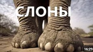 САМЫЕ ИНТЕРЕСНЫЕ ФАКТЫ О СЛОНАХ