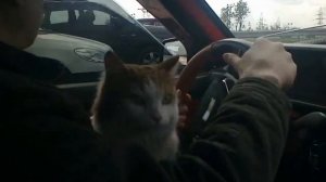 Кот едет домой!