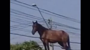 кони,кони,кони,коникони,кони,кони,коникони,кони,кони,коникони,кони,кони,кони