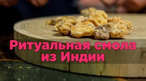 Саловое дерево - Индийский Даммар