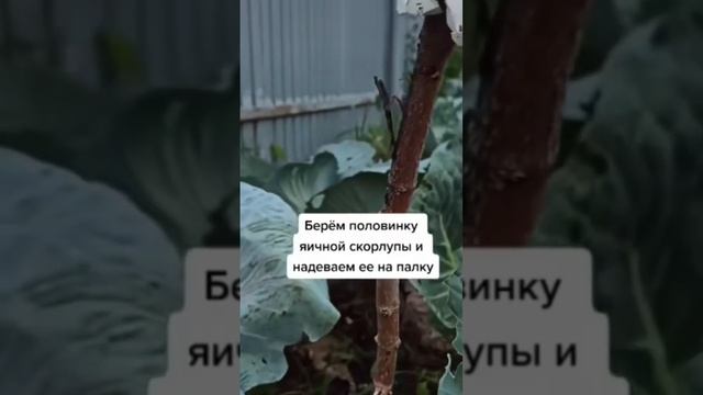 КАПУСТА как спасти от вредителей #просто #plant #gardening