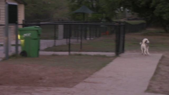 407.США.ВЕСЕЛАЯ УТРЕННЯЯ ЧЕХОРДА)) Lyubov Reed смотреть онлайн