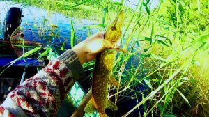 Это лучше  чем перемёт.Удивительная снасть летняя жерлица донка.