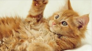 Мейн-кун - маленький рыжий котёнок