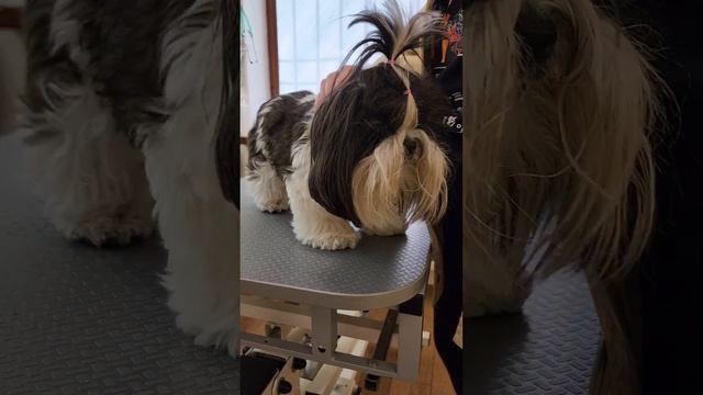 Монро ши-тцу пришла на операцию смотреть онлайн