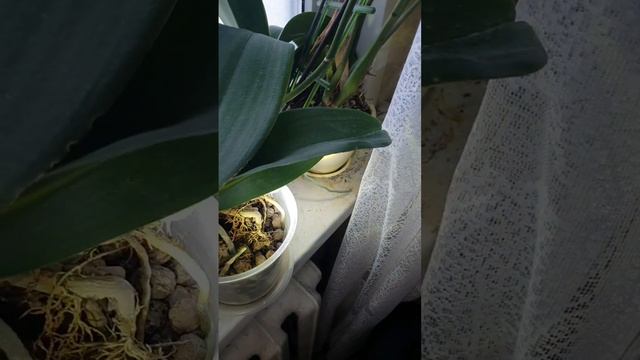 Приведение цветов в порядок перед поездкой в Гомель,  Минск в движении и кошка Запятая. смотреть онлайн