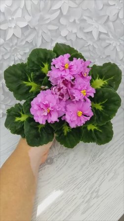 Фиалка ЛЕ-Английский Сад