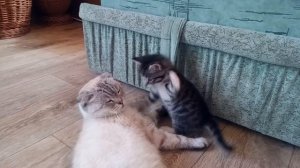 Милый котенок играет с мамой