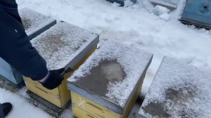 ВЫСТАВКА ПЧЁЛ!!! РЕЗУЛЬТАТЫ ЗИМОВКИ 2024!!!