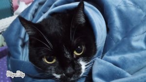 2D анимация.