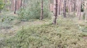 САМИ СЕБЯ СДАЛИ С ПОТРОХАМИ! ОЛЬГА УРАЛОЧКА LIVE. ОБЗОР.