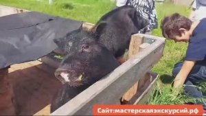 страусиная ферма экскурсия, Мастерская экскурсий, г.Новосибирск