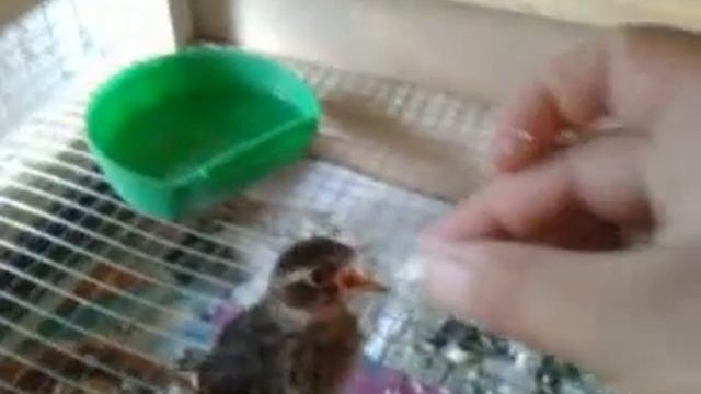 Кормление дрозда