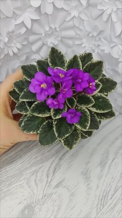 Фиалка Ness' Tiny Flame