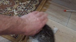 Что делать с котенком с синдромом пловца .