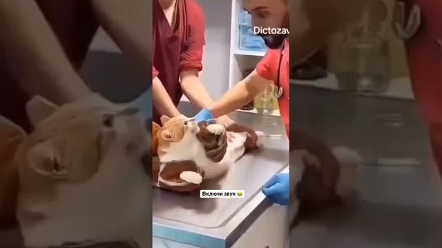 Воспитание котиков