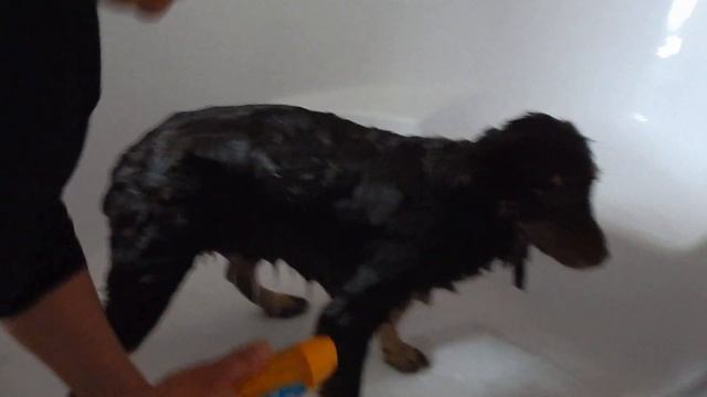 Купаемся и едем в новую семью Чистенькими))))) смотреть онлайн