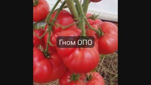 ТОМАТЫ ГОНОМЫ