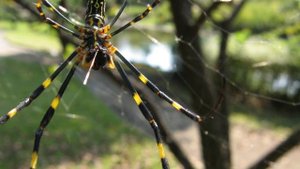 Укус паука Джоро: что нужно знать (симптомы и лечение)