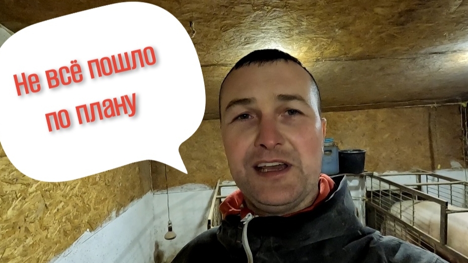 Готовлю новое маточное стадо элит класса 🐷 смотреть онлайн