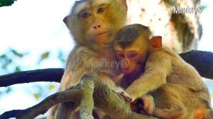 OMG(smart)..! When SARO needs milk he doesn't go to find his mother he screams to call on the tree.