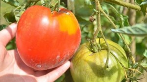 ТОМАТЫ - урожайные в открытом грунте! На 23 августа в Хабаровске