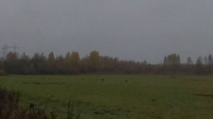 Кабанчики в угодьях