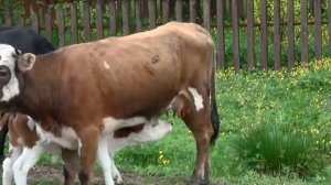 Очаровашки  - Телята сосут молоко