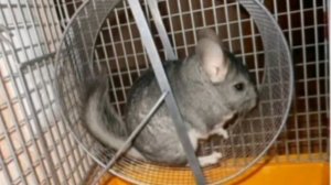 Как обустроить клетку для шиншиллы?