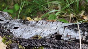 Мохнатый гриб