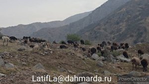 Аборигенные САО Таджикистана саги дахмарда из гиссарские овцы из разных отар на перегоне
