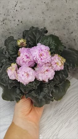 Фиалка БР-Кудряшка