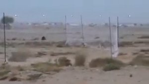 Ловля перепелов в Египте сетями и манком