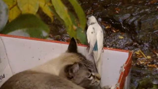 Кот играет с попугаем. смотреть онлайн