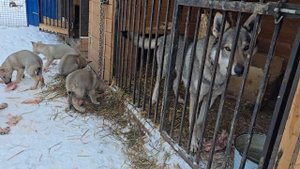 Чехословацкие влчаки