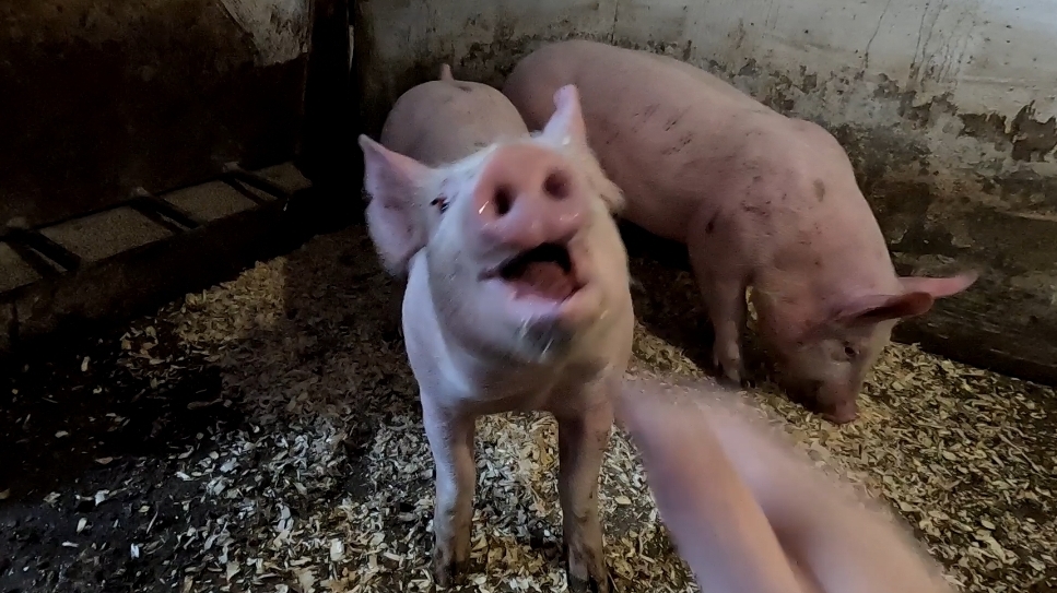 Порода - есть порода ☝️ Растут как бодибилдеры 💪🐷👍. План осемения на весну на 90% выполнен смотреть онлайн