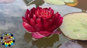 Нимфея Melna perle (Черная жемчужина) кувшинка, waterlily, водные растения, пруд