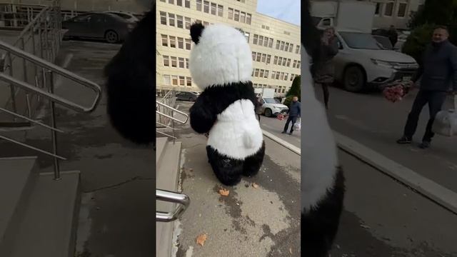 Панда Амиго поздравлял родителей с рождением малыша #panda #amigo #пандаамиго  #мишкаумка