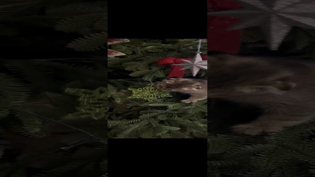 Шотландская кошка вислоухая смотреть онлайн