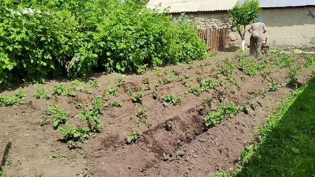 Окучивание картофеля мотоблоком агат