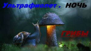 Ночная весенняя вылазка за грибами ночью с ультрафиолетом