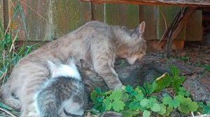 Речь, мат - влияние на ДНК человека. Профессор, генетик П.Гаряев.