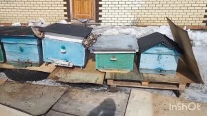 выставка пчёл 2021