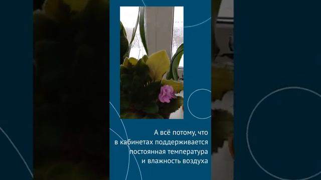 Что подсказывают нам комнатные растения?