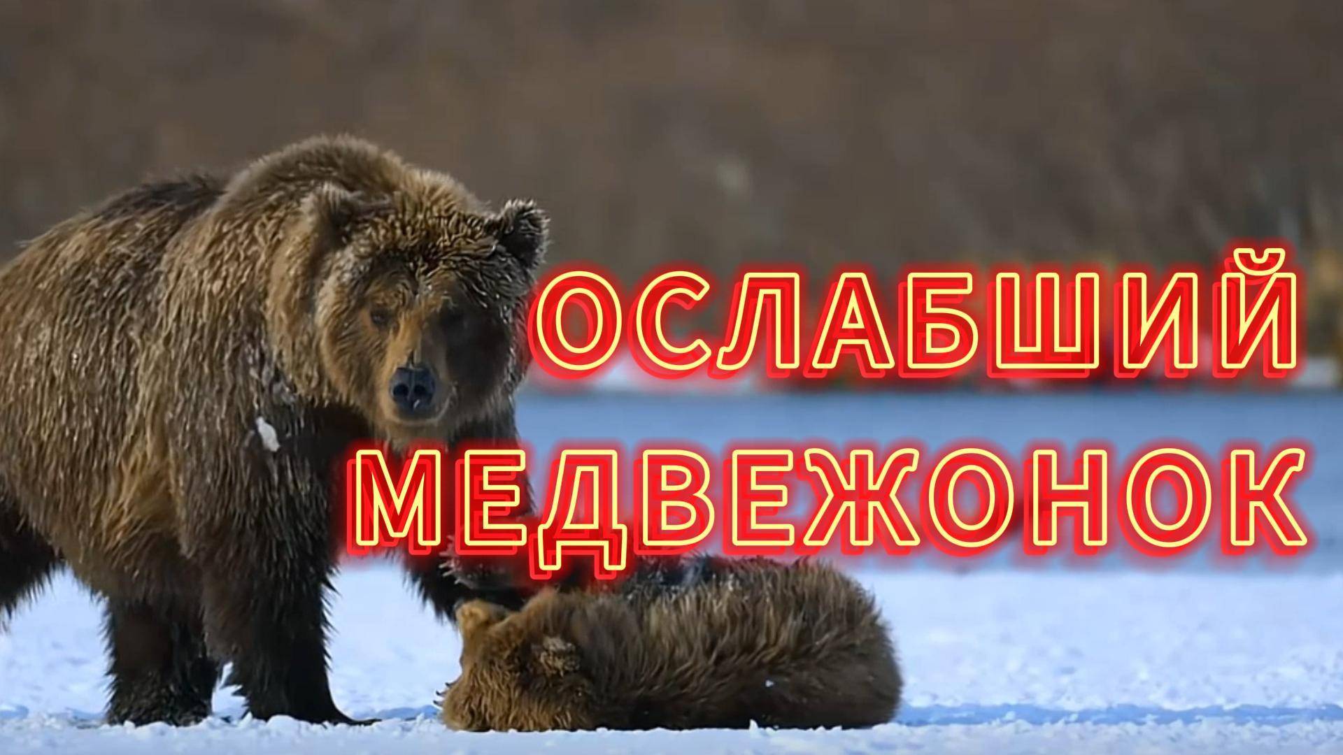 ОСЛАБШИЙ МЕДВЕЖОНОК / ЖИЗНЬ МЕДВЕДЕЙ