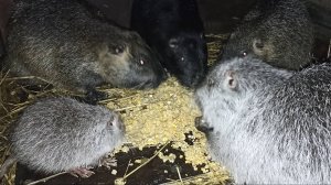 О чём РАЗГОВАРИВАЮТ НУТРИИ между собой? 29.11.24