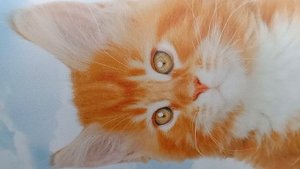 Милые Котята и Щенята_Dz2-32