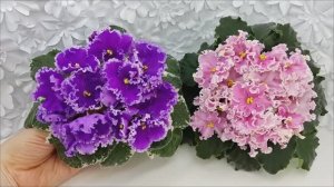 Фиалки Dn-Юная Француженка и НД-Ливадия