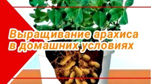 Арахис в домашних условиях